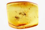 Fossil Dark-Winged Fungus Gnat and True Midge in Baltic Amber #367454-1